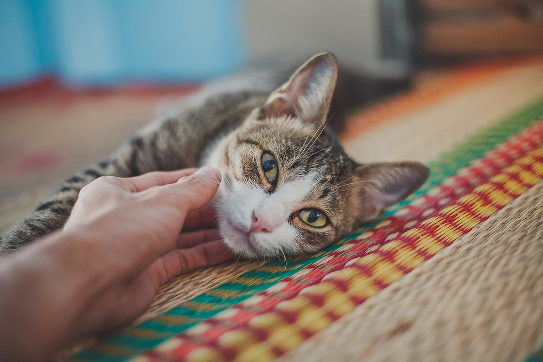 Hoe Je Kat Je Productiviteit Kan Boosten: De Verbeterende Effecten van Katten op Werk en Studie