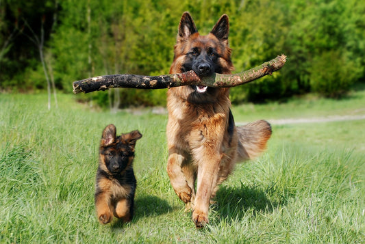 Waarom Het Cruciaal Is Dat Honden Hun Energie Kwijtraken: Tips en Adviezen